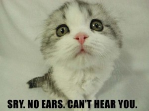 cute-lolcat-ears-hear-you